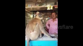 Injured monkey comes into medicine store in east India for first aid from sympathetic shopkeeper