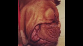 Pup blows raspberries