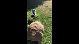 Tortoise wants to play with football but can't keep up with dog friend