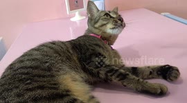 Athletic cat learns how to jump across tables in cafe