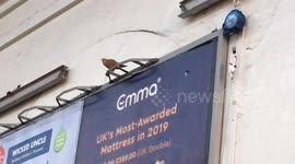 Bird of Prey hunts and eats mouse in Earls Court Station, London