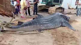 Heartbreaking moment whale shark is hauled ashore after being found floating in the sea