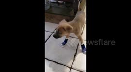 US family document inspirational journey of two special needs dogs called Trimble and Twitch