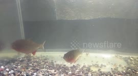 Red bellied as a pet