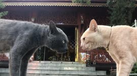 Cats Face-Off Outside Temple