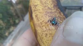 Neon Spider Drinks Water From Banana