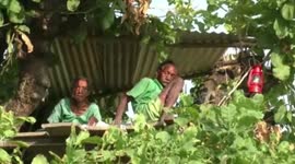 Villagers in India move into makeshift treehouses to avoid being trampled by wild elephants