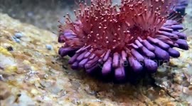 Rare species of urchin discovered on remote Thai islands