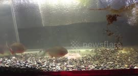 Red bellied pirranha on my 30 gallon tank