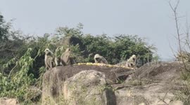 Indian officers try to rescue 100 monkeys marooned on island for two months