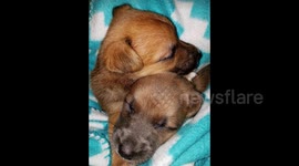 The Story of Trimble and Twitch