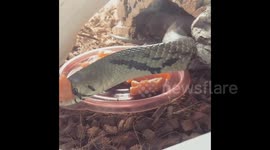 Snake decides to use its food as a hat instead of eating it