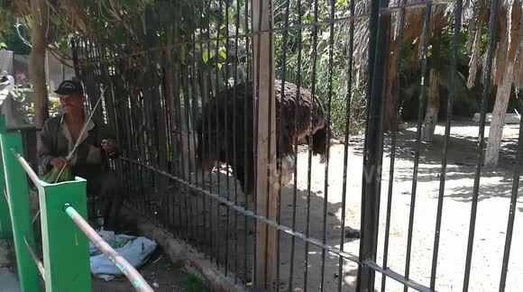 Hungry Hungry African Ostrich takes out lettuce from zoo handler