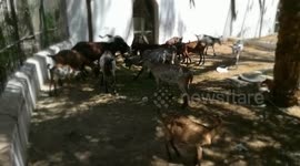 Goats Gathered In Family Breakfast