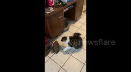 Hilarious video shows a giant cat becoming acquainted with a snake