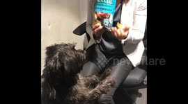 Dog wants to try Salt and Vinegar chip, then changes its mind