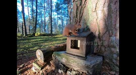 Squirrel frustratingly wagging its tail.