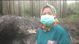 Horrifying discovery of elephant slaughtered by ivory poachers in Indonesia