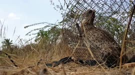 Indian civet cat trapped in an abandoned well saved by local rescuers in southern India