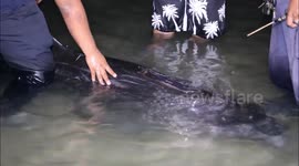 Injured whale rescued after washing up on beach in Thailand