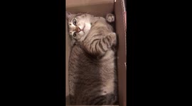Cat Curls Up In Cardboard Box