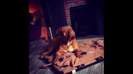 Puppy memorised by birds