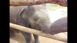 playing with little elephant