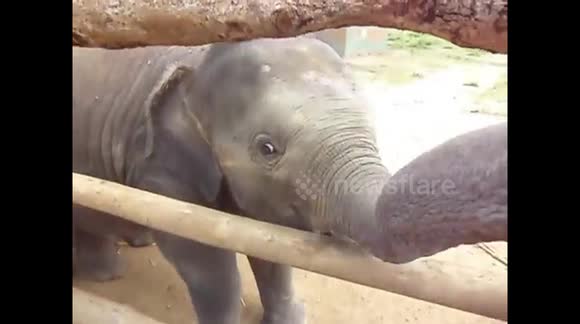 playing with little elephant