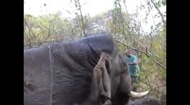 save an elephant-field treatment