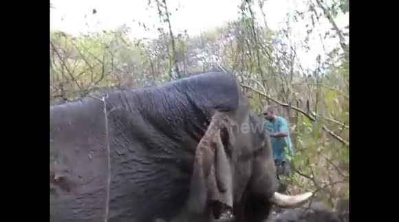 save an elephant-field treatment