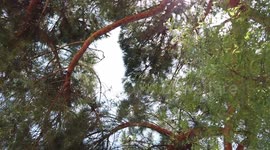 Branches of the trees and sky