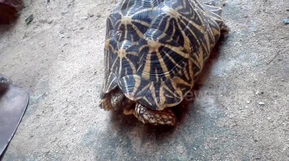 Indian star tortoise big one
