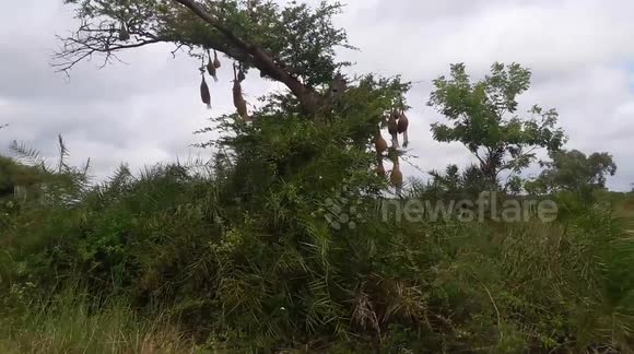 weaver birds make nests over 30 in one tree