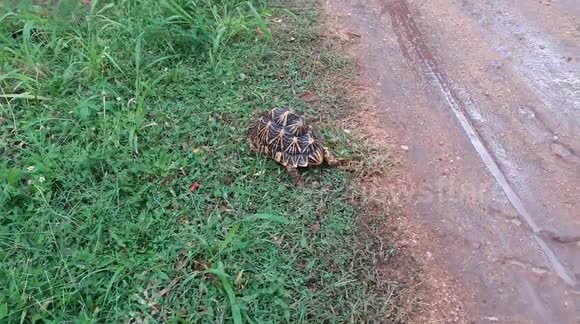 sri lankan star tortoise cross the road