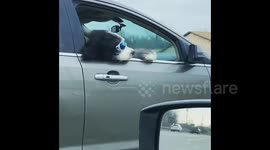 Dog hanging out car window enjoying the breeze