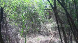 dangerous elephant caught in udawalawe