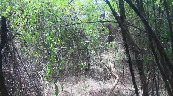 dangerous elephant caught in udawalawe