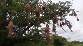 Surreal sight of a single tree in Sri Lanka with over 30 nesting birds