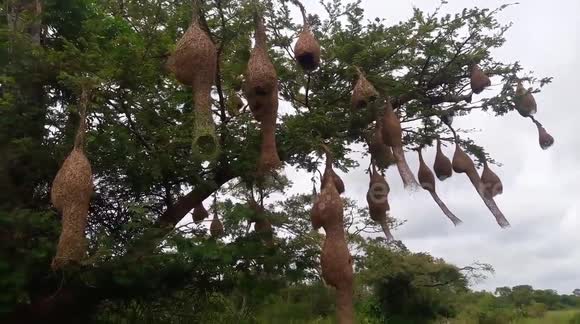Surreal sight of a single tree in Sri Lanka with over 30 nesting birds