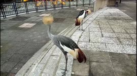 Rare Sighting: Wild Grey Crowned Cranes Wander Freely in Malaysia Park