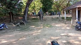 We give a lot of banana trees to this hungry elephant for free