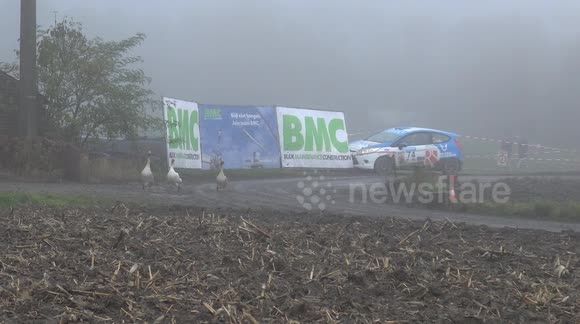 Trespassing geese cause rally car to slide and crash in Belgium