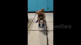 Witness the heartwarming journey of special needs dog Trimble - from taking his first big steps to braving the concrete drive for the first time