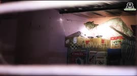 Family shocked when wild leopard breaks into their home while stalking their dog