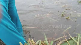Desperate farmers salvage crops from flooded field in the Philippines