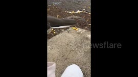 Little girl I found inside my house and took our gently. She climbed onto my hand and fell asleep.