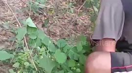 Venomous viper rescued from residential area in southern India