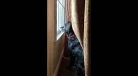 Unsuspecting hard of hearing dog pleasantly surprised when its owner returns home