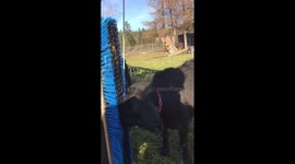 Adorable goat uses wall-mounted brush to scratch head