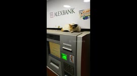 Cat Gets too comfort Sleeping On ATM Machine